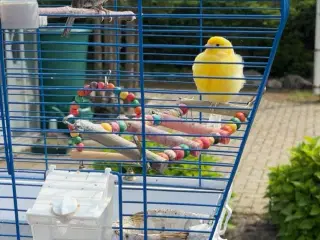 To kanariefugle + bur