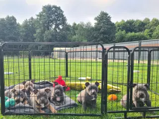 American Bully pocket  Blå dreng 