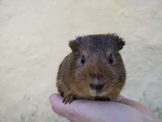 2 veninder, små hun unger, marsvin 