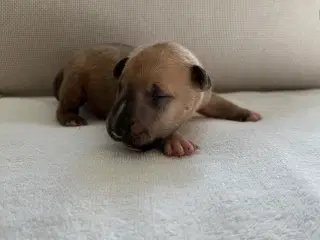 Miniature Bullterrier hvalpe