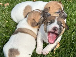 Korthårede Jack Russel hvalpe “DKK”