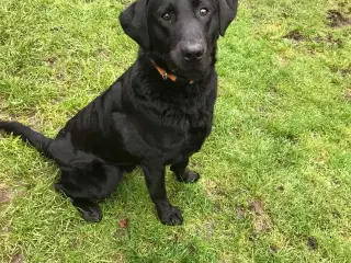 Labrador formel 1 