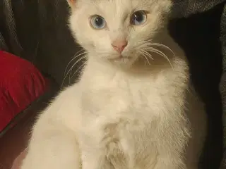 Vidunderlige kattekillinger