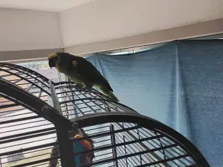 Blåpandet amazone