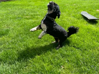 lhasa apso/shih tzu