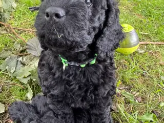 2 cockapoo f2b hanner klar til nye hjem fra 27/7
