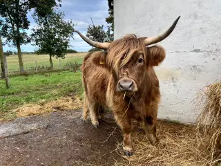 Unik Dun-farvet Highlander Kvie m.Stamtavle