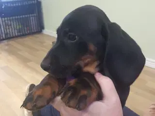 Gravhunde hvalpe Korthåret