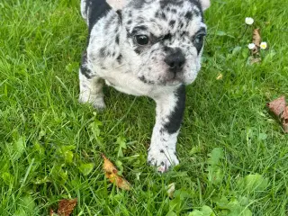 Fransk bulldog Blå/Merle