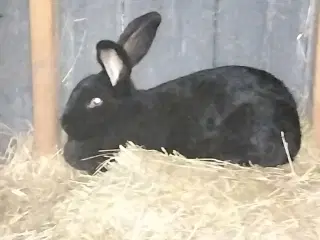 Tysk slecke og belgisk kæmpe 