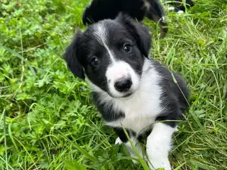 Border Collie hvalpe