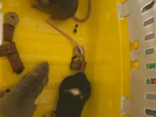Kælemus