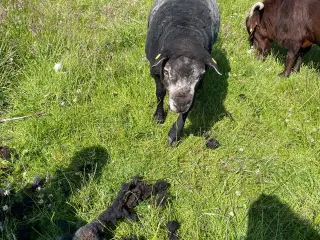 Udlejning af blå texel vædder 