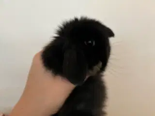 5 minilop unger klar 01/11-25