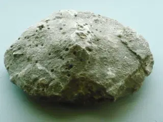 Gammel Stromatoporoid