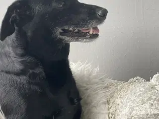 Ønsker voksen hund