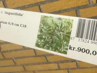 Portugisisk Laurbærkirsebær, Prunus Iusitanica aug
