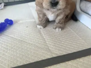 Den sødeste pige bomuldstot tilbage 🐾💖