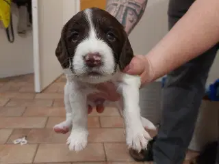 Kleiner Münsterländer og Springer Spaniel hvalpe