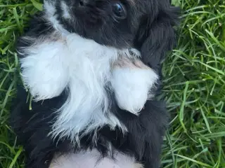 Shih-tzu / Bichon Havanaise
