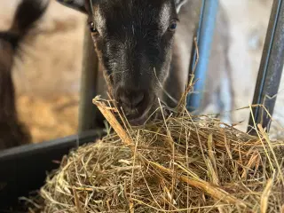 Dansk landrace geder