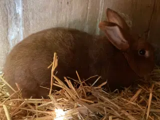 New Zealand Red