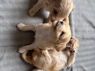 Skønneste hundehvalpe, Bichonpoo/Doodle 