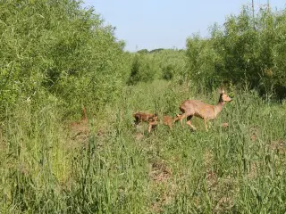 Energipil - stiklinger - jagtremise
