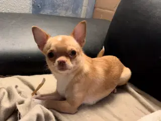 Chihuahua tæve 