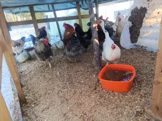 9 store flotte Haner 