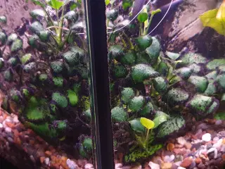 Anubias