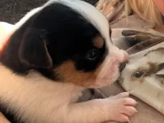 Dansk svensk gårdhund hvalpe (DKK stambogsførte)