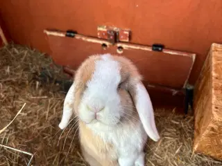 2 søde kaniner med bur