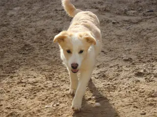 Lille Aslak søger familie 💙