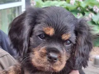 Cavalier King Charles hvalpe