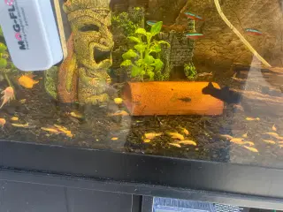 Akvarie sugemaller 
