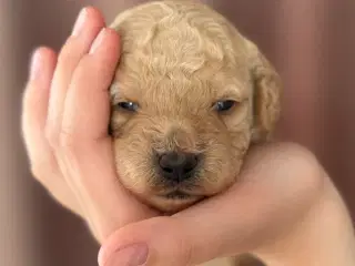 Lækre Doodlehvalpe sælges 🐾🐾