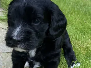 Cockapoo 
