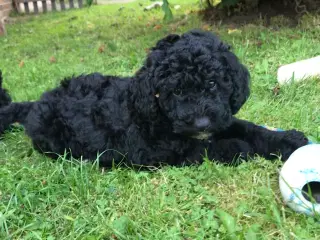 Labradoodle hvalpe 8F7B