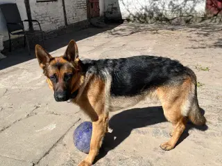 Schæferhund - stockhåret
