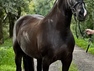 6 års hoppe
