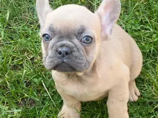 Fransk Bulldogge Hvalpe