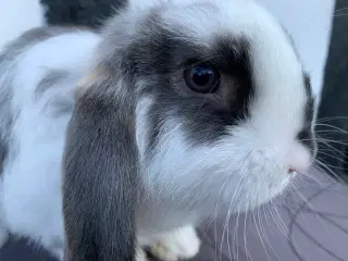 Han 🩵Mini lop baby 