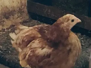 2 høne kyllinger