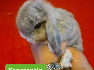 Mini Lop Kaninunger 