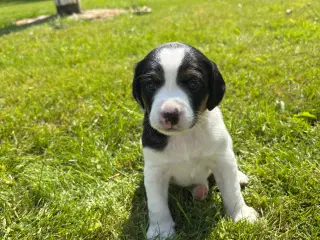 Dansk Svensk Gårdhunde hvalpe