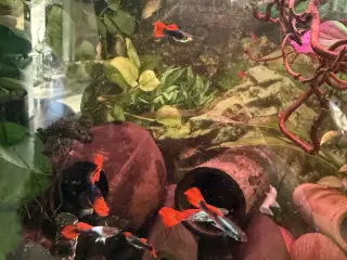 Guppy platinium blue red koi