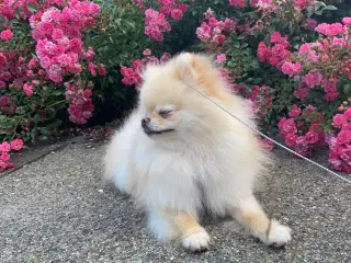 Pomeranian, 4 år 