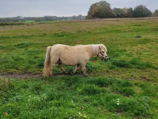 Shetlandspony 