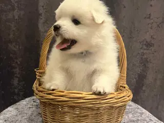 Skønne & Søde Familie Bamser